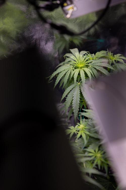 Monster Dwarf II Auto - Zamnesia x B&B. Week 4 - All Zamnesia Autoflowering Crew