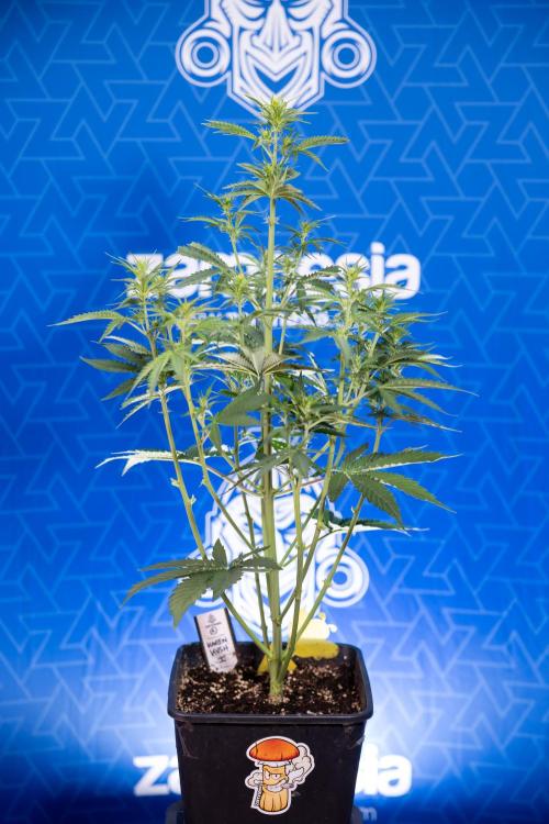 Karen Kush Auto I - Zamnesia x B&B. Week 3 - Karen Kush Automatic - Week 4 - No Techniques - Bloom