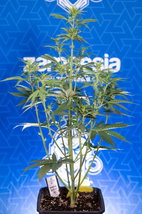 Karen Kush Auto I - Zamnesia x B&B. Week 3 - Karen Kush Automatic - Week 4 - No Techniques - Bloom