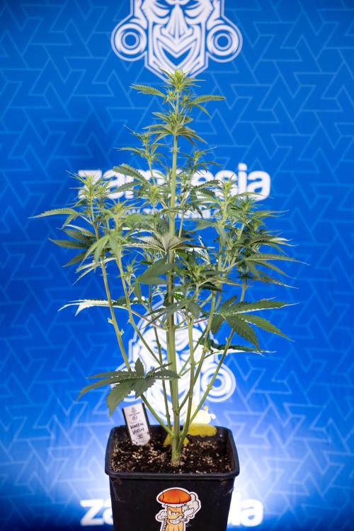 Karen Kush Auto I - Zamnesia x B&B. Week 3 - Karen Kush Automatic - Week 4 - No Techniques - Bloom