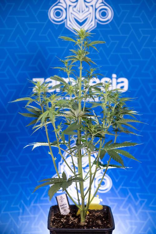 Karen Kush Auto I - Zamnesia x B&B. Week 3 - Karen Kush Automatic - Week 4 - No Techniques - Bloom