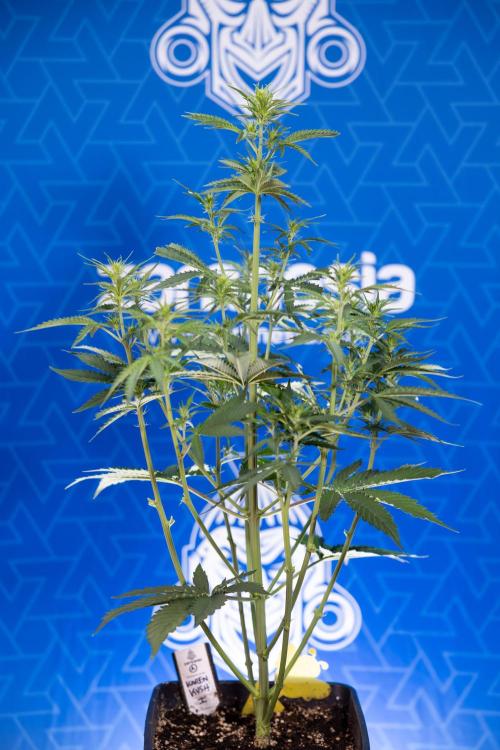 Karen Kush Auto I - Zamnesia x B&B. Week 3 - Karen Kush Automatic - Week 4 - No Techniques - Bloom