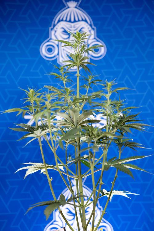 Karen Kush Auto I - Zamnesia x B&B. Week 3 - Karen Kush Automatic - Week 4 - No Techniques - Bloom