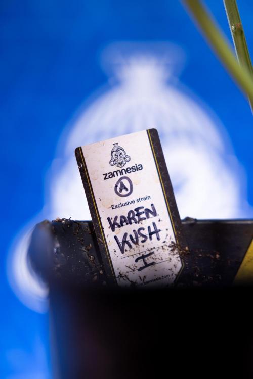 Karen Kush Auto I - Zamnesia x B&B. Week 3 - Karen Kush Automatic - Week 4 - No Techniques - Bloom