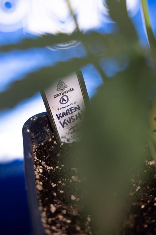 Karen Kush Auto I - Zamnesia x B&B. Week 3 - Karen Kush Automatic - Week 4 - No Techniques - Bloom