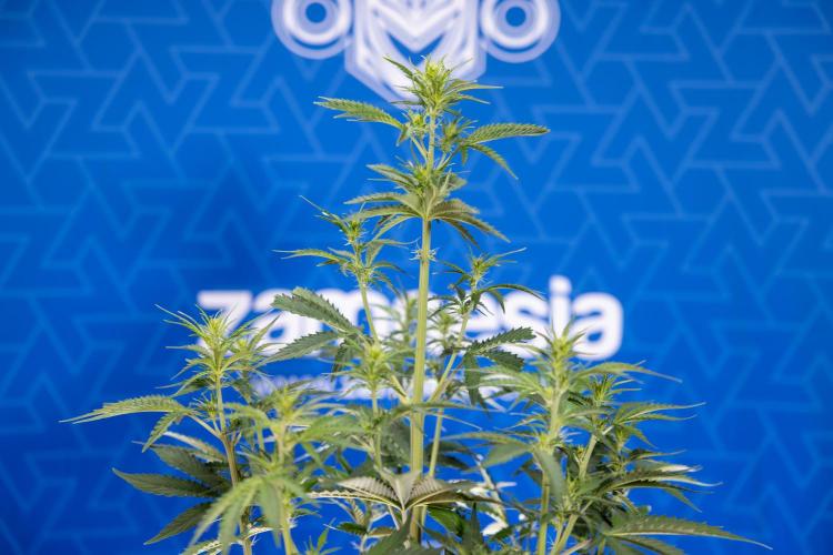 Karen Kush Auto I - Zamnesia x B&B. Week 3 - Karen Kush Automatic - Week 4 - No Techniques - Bloom