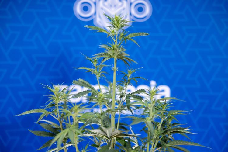 Karen Kush Auto I - Zamnesia x B&B. Week 3 - Karen Kush Automatic - Week 4 - No Techniques - Bloom