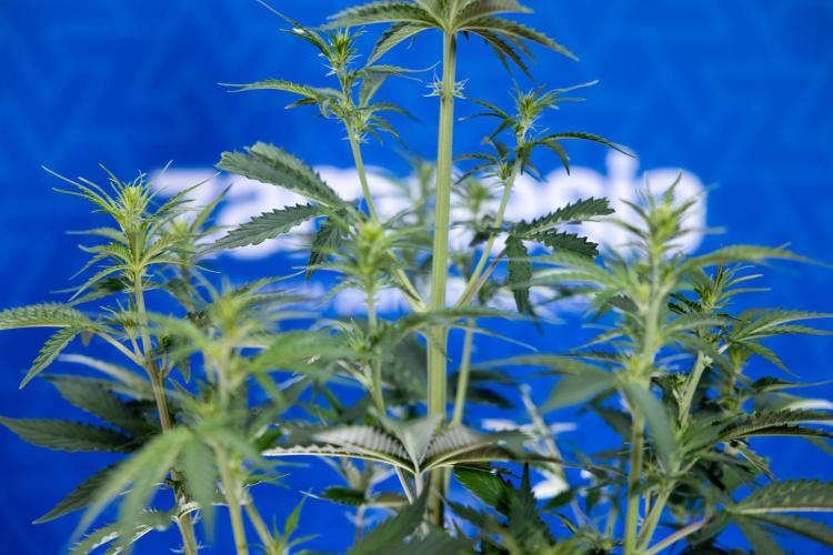 Karen Kush Auto I - Zamnesia x B&B. Week 3 - Karen Kush Automatic - Week 4 - No Techniques - Bloom