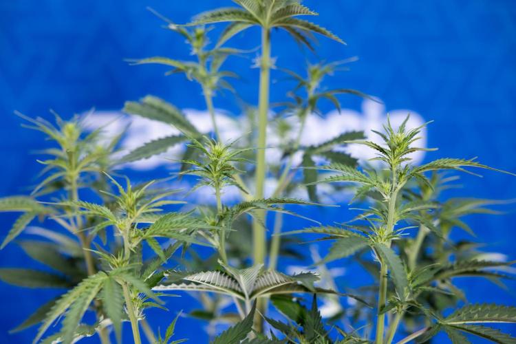 Karen Kush Auto I - Zamnesia x B&B. Week 3 - Karen Kush Automatic - Week 4 - No Techniques - Bloom