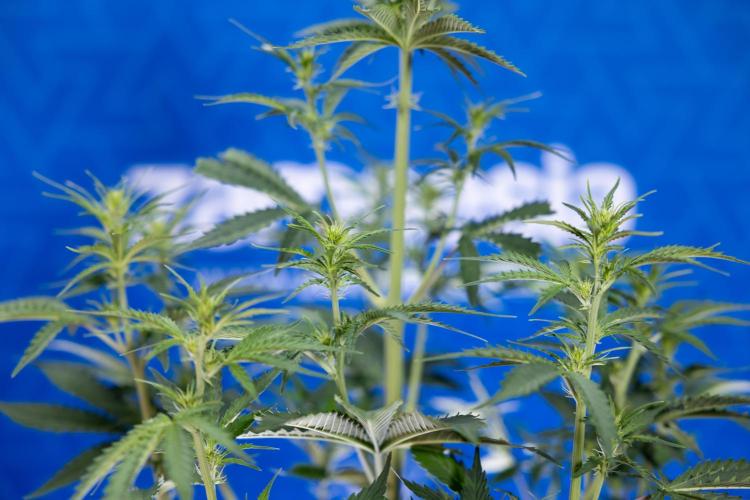 Karen Kush Auto I - Zamnesia x B&B. Week 3 - Karen Kush Automatic - Week 4 - No Techniques - Bloom