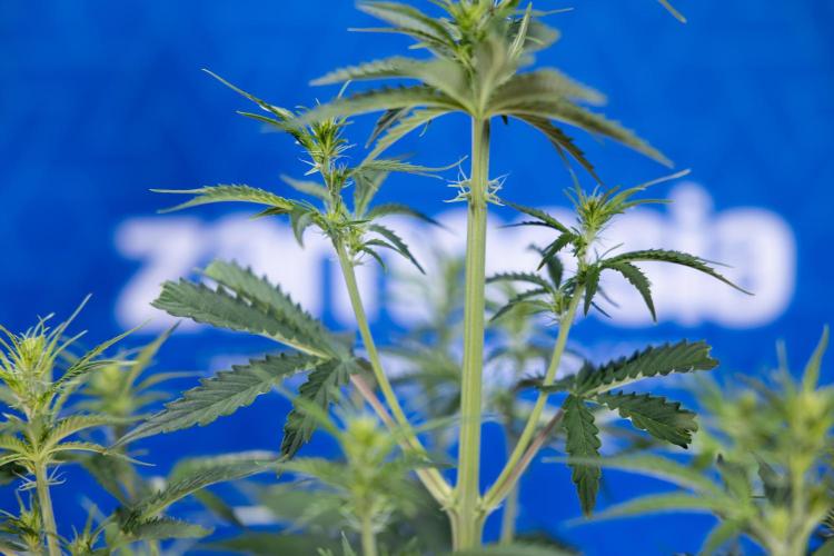 Karen Kush Auto I - Zamnesia x B&B. Week 3 - Karen Kush Automatic - Week 4 - No Techniques - Bloom