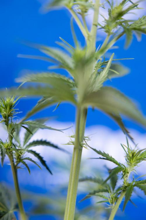 Karen Kush Auto I - Zamnesia x B&B. Week 3 - Karen Kush Automatic - Week 4 - No Techniques - Bloom