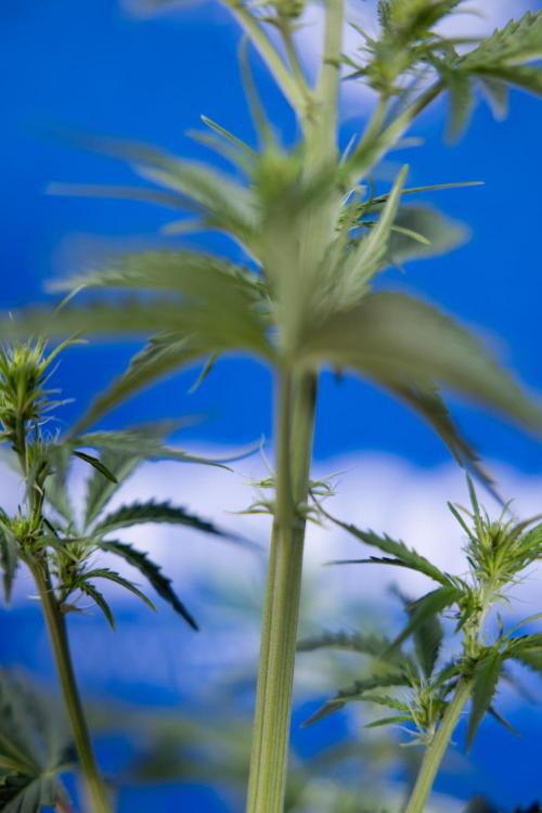 Karen Kush Auto I - Zamnesia x B&B. Week 3 - Karen Kush Automatic - Week 4 - No Techniques - Bloom