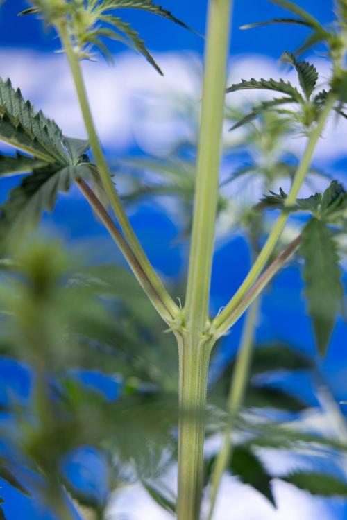 Karen Kush Auto I - Zamnesia x B&B. Week 3 - Karen Kush Automatic - Week 4 - No Techniques - Bloom