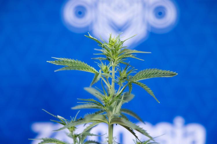 Karen Kush Auto I - Zamnesia x B&B. Week 3 - Karen Kush Automatic - Week 4 - No Techniques - Bloom