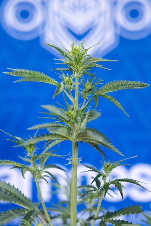 Karen Kush Auto I - Zamnesia x B&B. Week 3 - Karen Kush Automatic - Week 4 - No Techniques - Bloom