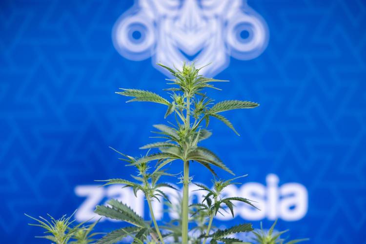 Karen Kush Auto I - Zamnesia x B&B. Week 3 - Karen Kush Automatic - Week 4 - No Techniques - Bloom