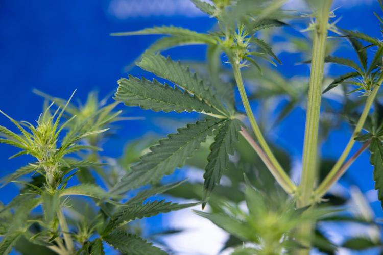 Karen Kush Auto I - Zamnesia x B&B. Week 3 - Karen Kush Automatic - Week 4 - No Techniques - Bloom