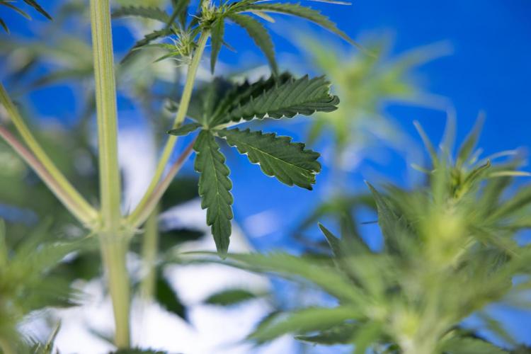 Karen Kush Auto I - Zamnesia x B&B. Week 3 - Karen Kush Automatic - Week 4 - No Techniques - Bloom