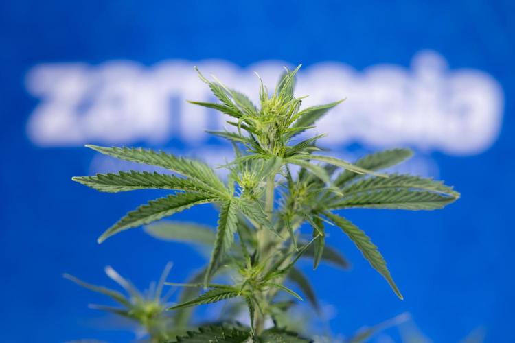 Karen Kush Auto I - Zamnesia x B&B. Week 3 - Karen Kush Automatic - Week 4 - No Techniques - Bloom