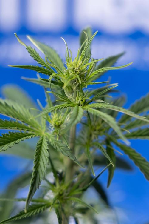 Karen Kush Auto I - Zamnesia x B&B. Week 3 - Karen Kush Automatic - Week 4 - No Techniques - Bloom