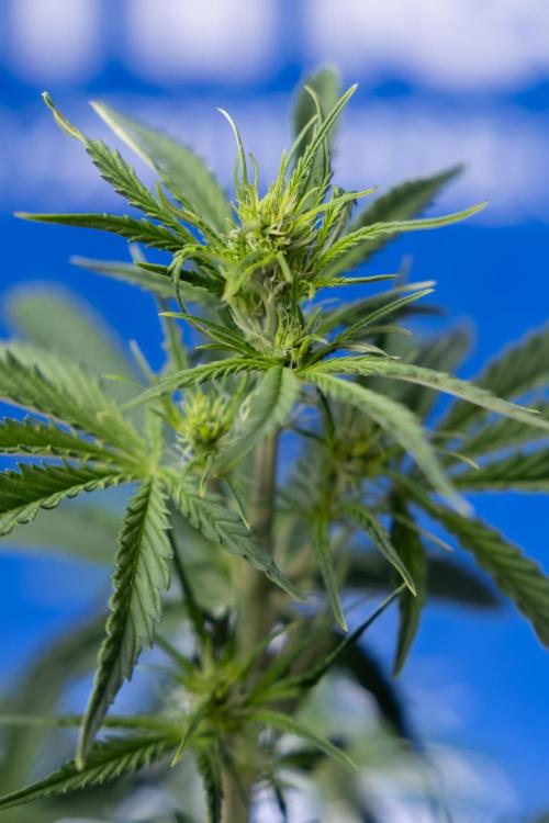 Karen Kush Auto I - Zamnesia x B&B. Week 3 - Karen Kush Automatic - Week 4 - No Techniques - Bloom