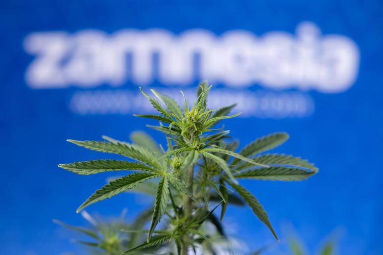 Karen Kush Auto I - Zamnesia x B&B. Week 3 - Karen Kush Automatic - Week 4 - No Techniques - Bloom