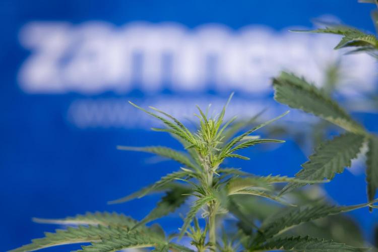 Karen Kush Auto I - Zamnesia x B&B. Week 3 - Karen Kush Automatic - Week 4 - No Techniques - Bloom