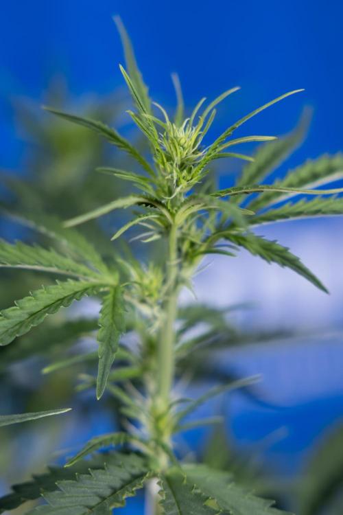 Karen Kush Auto I - Zamnesia x B&B. Week 3 - Karen Kush Automatic - Week 4 - No Techniques - Bloom