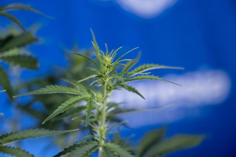 Karen Kush Auto I - Zamnesia x B&B. Week 3 - Karen Kush Automatic - Week 4 - No Techniques - Bloom