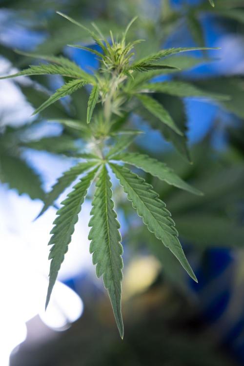 Karen Kush Auto I - Zamnesia x B&B. Week 3 - Karen Kush Automatic - Week 4 - No Techniques - Bloom