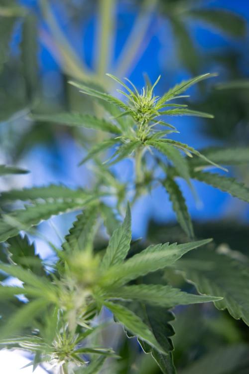 Karen Kush Auto I - Zamnesia x B&B. Week 3 - Karen Kush Automatic - Week 4 - No Techniques - Bloom