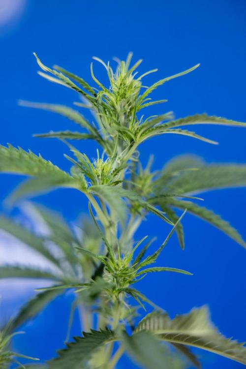 Karen Kush Auto I - Zamnesia x B&B. Week 3 - Karen Kush Automatic - Week 4 - No Techniques - Bloom