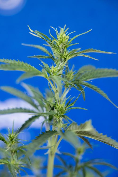 Karen Kush Auto I - Zamnesia x B&B. Week 3 - Karen Kush Automatic - Week 4 - No Techniques - Bloom