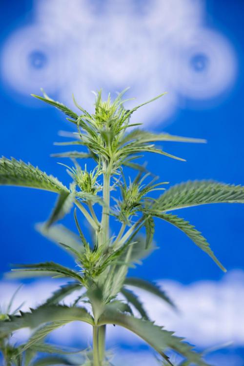 Karen Kush Auto I - Zamnesia x B&B. Week 3 - Karen Kush Automatic - Week 4 - No Techniques - Bloom