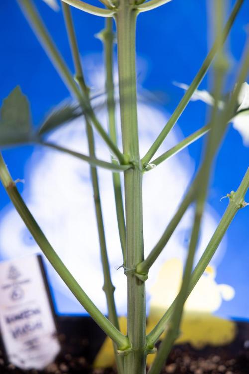 Karen Kush Auto I - Zamnesia x B&B. Week 3 - Karen Kush Automatic - Week 4 - No Techniques - Bloom