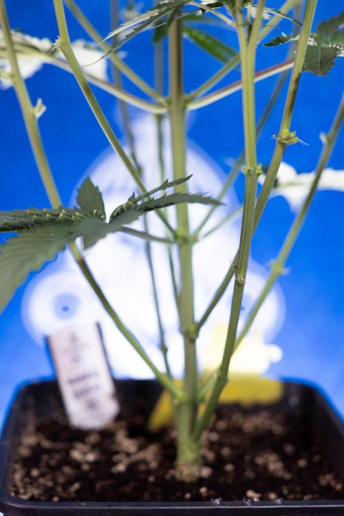 Karen Kush Auto I - Zamnesia x B&B. Week 3 - Karen Kush Automatic - Week 4 - No Techniques - Bloom