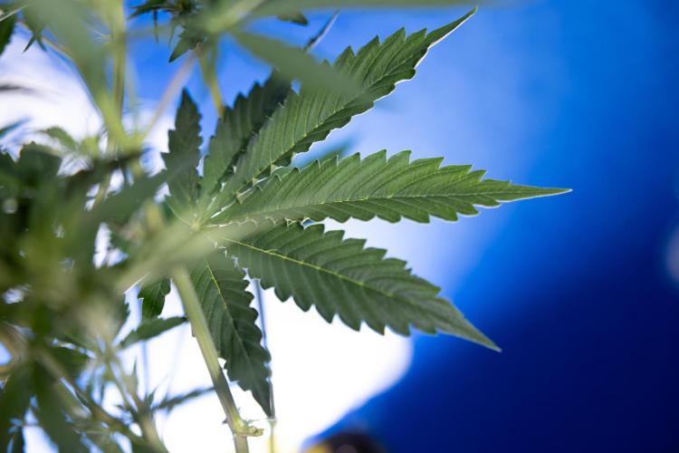 Karen Kush Auto I - Zamnesia x B&B. Week 3 - Karen Kush Automatic - Week 4 - No Techniques - Bloom