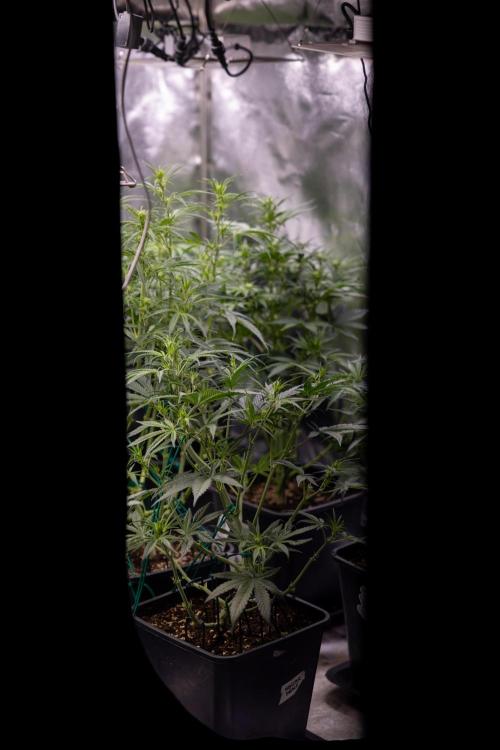 Karen Kush Auto I - Zamnesia x B&B. Week 3 - All Zamnesia Autoflowering Crew