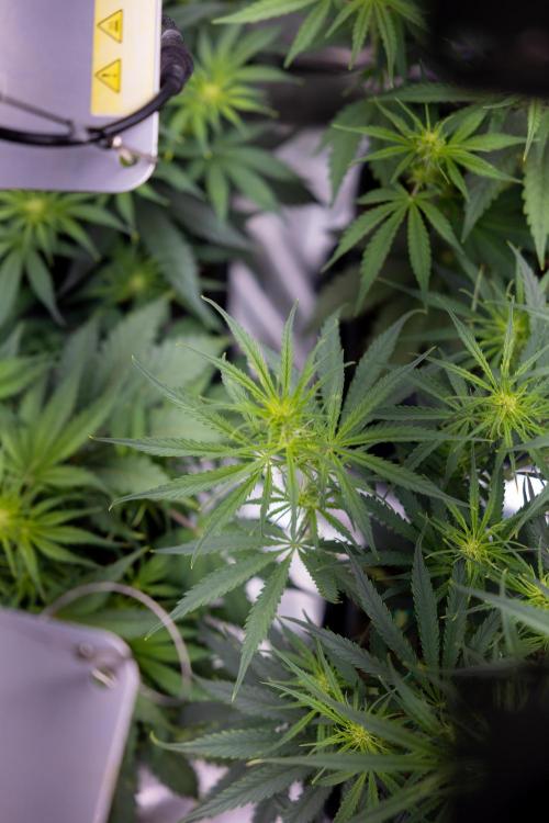 Karen Kush Auto I - Zamnesia x B&B. Week 3 - All Zamnesia Autoflowering Crew