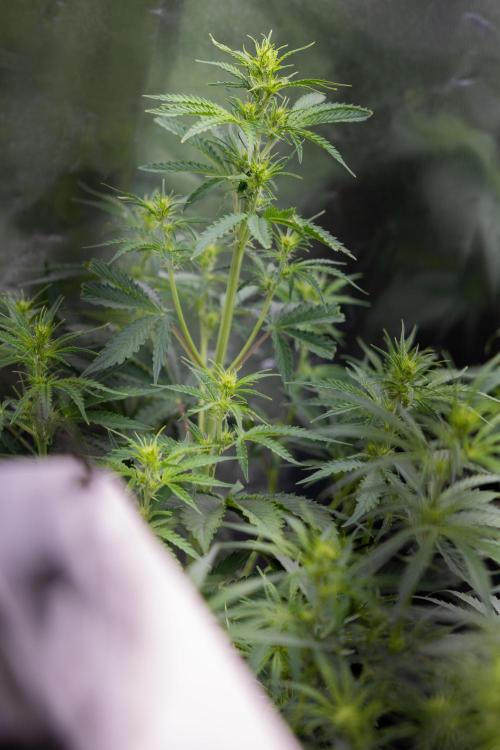 Karen Kush Auto I - Zamnesia x B&B. Week 3 - All Zamnesia Autoflowering Crew