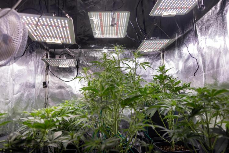 Karen Kush Auto I - Zamnesia x B&B. Week 3 - All Zamnesia Autoflowering Crew