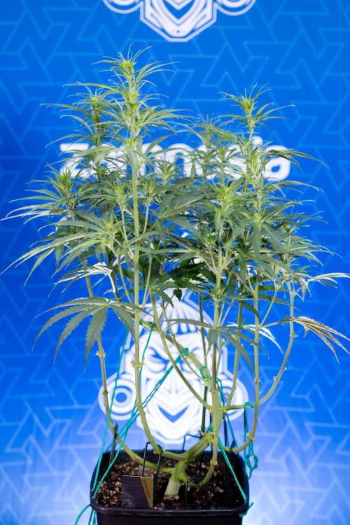 Karen Kush Auto II - Zamnesia x B&B. Week 4 - Karen Kush II Automatic - LST - Week 4/5