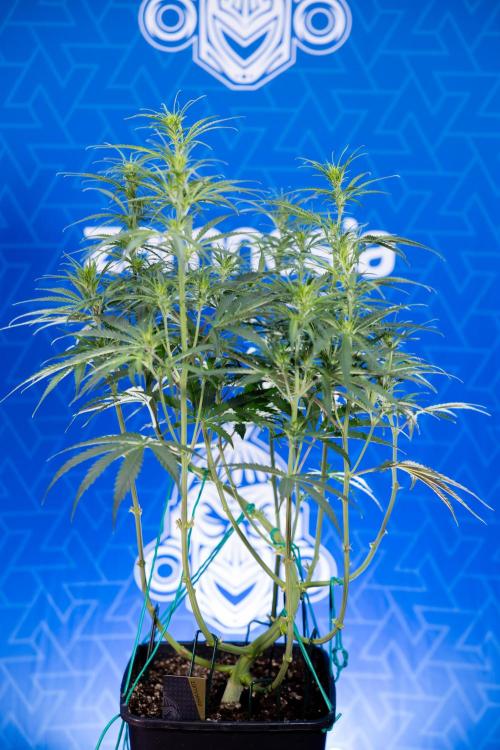 Karen Kush Auto II - Zamnesia x B&B. Week 4 - Karen Kush II Automatic - LST - Week 4/5