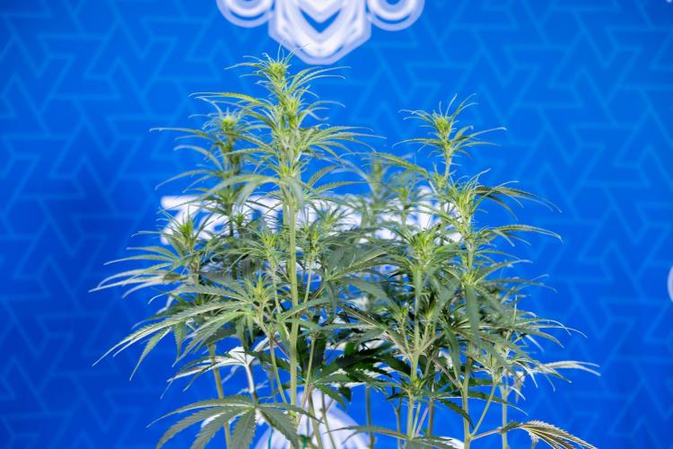 Karen Kush Auto II - Zamnesia x B&B. Week 4 - Karen Kush II Automatic - LST - Week 4/5