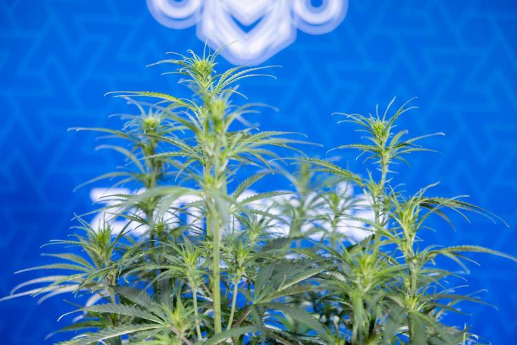 Karen Kush Auto II - Zamnesia x B&B. Week 4 - Karen Kush II Automatic - LST - Week 4/5