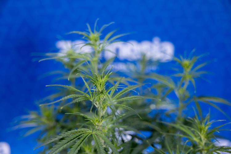 Karen Kush Auto II - Zamnesia x B&B. Week 4 - Karen Kush II Automatic - LST - Week 4/5