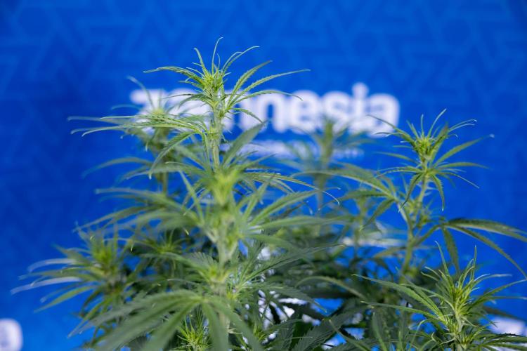 Karen Kush Auto II - Zamnesia x B&B. Week 4 - Karen Kush II Automatic - LST - Week 4/5