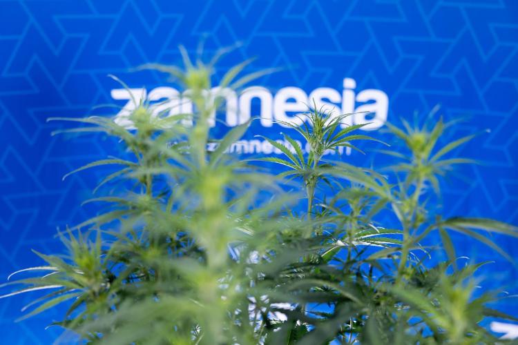 Karen Kush Auto II - Zamnesia x B&B. Week 4 - Karen Kush II Automatic - LST - Week 4/5