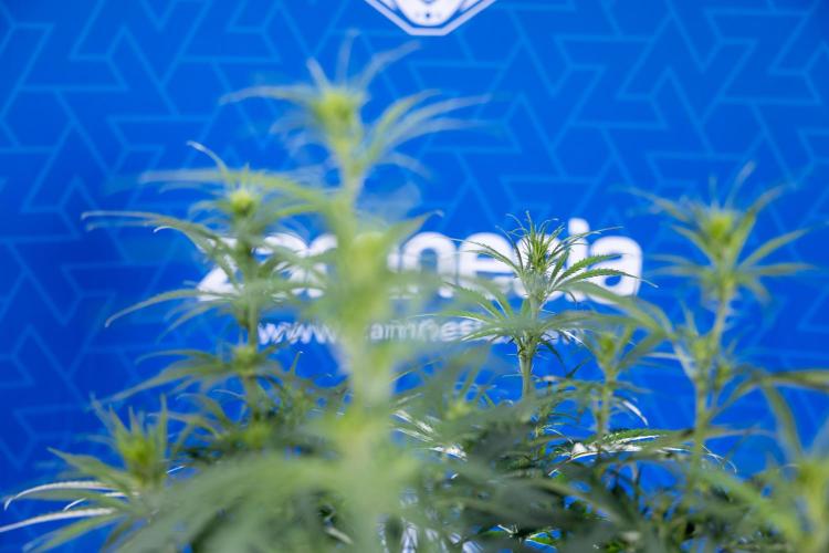 Karen Kush Auto II - Zamnesia x B&B. Week 4 - Karen Kush II Automatic - LST - Week 4/5